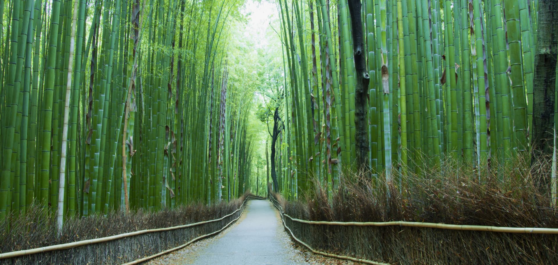 Kansai Railway Pass Lite - image 8